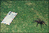 A spider approachs an airmail letter.  Photo by Peace Corps Volunteer Mary Akers.