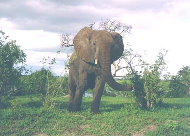 Summer, 1994. This young bull elephant is agitated by my arrival on the scene. He had been casually eating grasses, leaves and twigs and wading and drinking in the Chobe River. (Notice the dark, wet areas on his legs and torso.) Lifting his trunk in an attempt to identify me by smell did not yield enough information, so he mock charged my patrol vehicle in a warning. I got his message and left him to his forage.