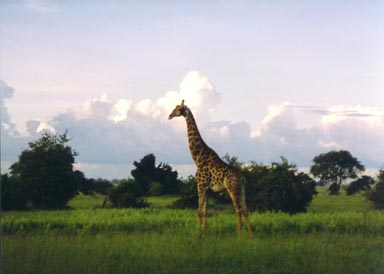 Rainy Season, 1994. This reticulated giraffe seems to tower above the vegetation along the Chobe River flood plain. One of Africa's most compelling mammals for both its size and grace, the giraffe grazes primarily on acacia tree foliage in early morning and late afternoon. The dark color of this giraffe indicate that it is a male; females are normally lighter in color and have less well-defined markings.Photo by Returned Peace Corps Volunteer Susan Ross.