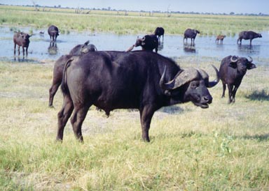March, 1995. Cape Buffalo graze and drink on the Chobe River flood plain. Cape buffalo are often found in herds of 100 or more. They must drink each day and thus never stray too far from water. This photograph shows a large bull, females, juveniles and a small calf. If you look closely, you can see Oxpeckers on the back of some of the buffalo. These birds have very sharp claws for clinging to large mammals. Their bills are used to comb the animal for ticks and blood-sucking flies.  Photo by Returned Peace Corps Volunteer Susan Ross.