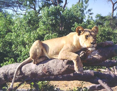 Winter, 1995. A lioness lounges on a tree felled by elephants. I had spent several hours one morning watching a lion pride hunt Cape buffalo. Unsuccessful in their attempts; the sun now high in the sky; and the temperature rapidly rising, the group abandoned their efforts and retired to the shade. Tired, hungry but not defeated they would hunt again at sunset.  Photo by Returned Peace Corps Volunteer Susan Ross.