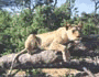 Lioness: Botswana